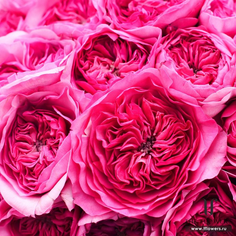 Розовые розы DAVID AUSTIN в шляпной коробке "РОУЗ КРИМ"