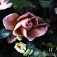 roza-cveta-kapuchino