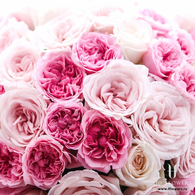 Букет из 51 садовой ароматной розы "ФРЕНЧ КИСС"
