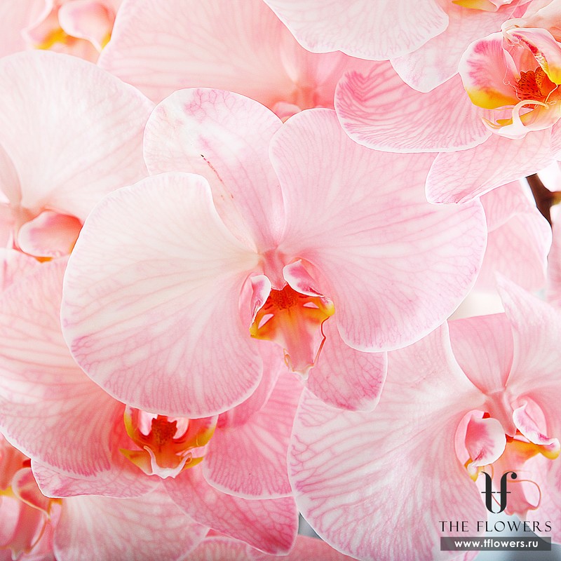 Букет нежно-розовых орхидей "ЛАКМЕ"