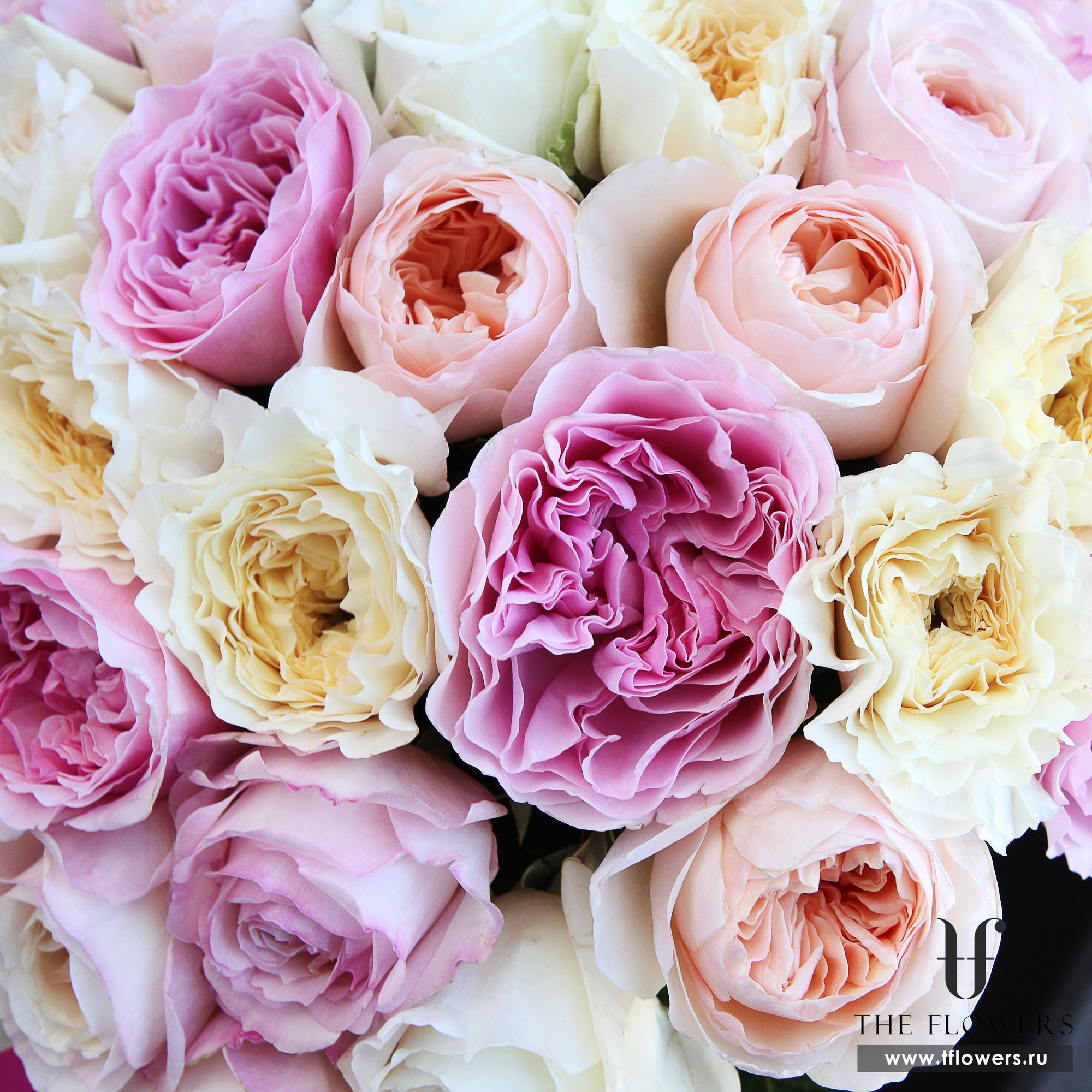 Bouquet of peony roses of different shades MANOLO BLANC